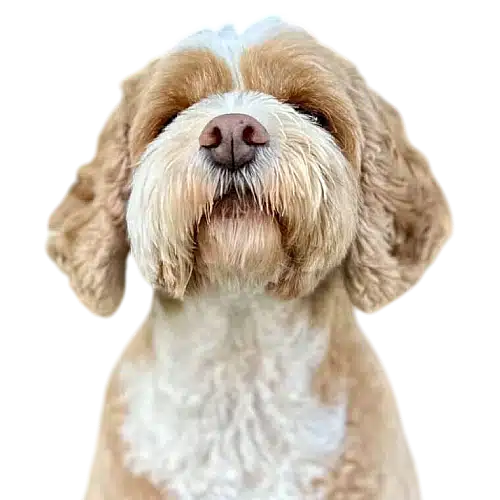 Gradient circle Gradient circle