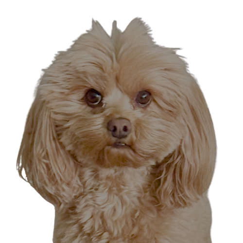 Phoebe